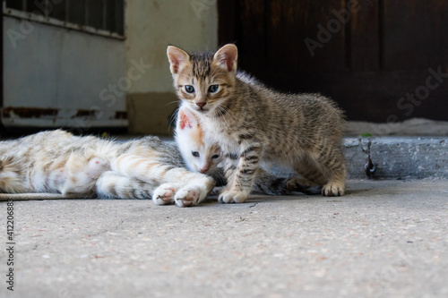 Fototapeta Naklejka Na Ścianę i Meble -  Beautiful little kittens playing with their cat mother