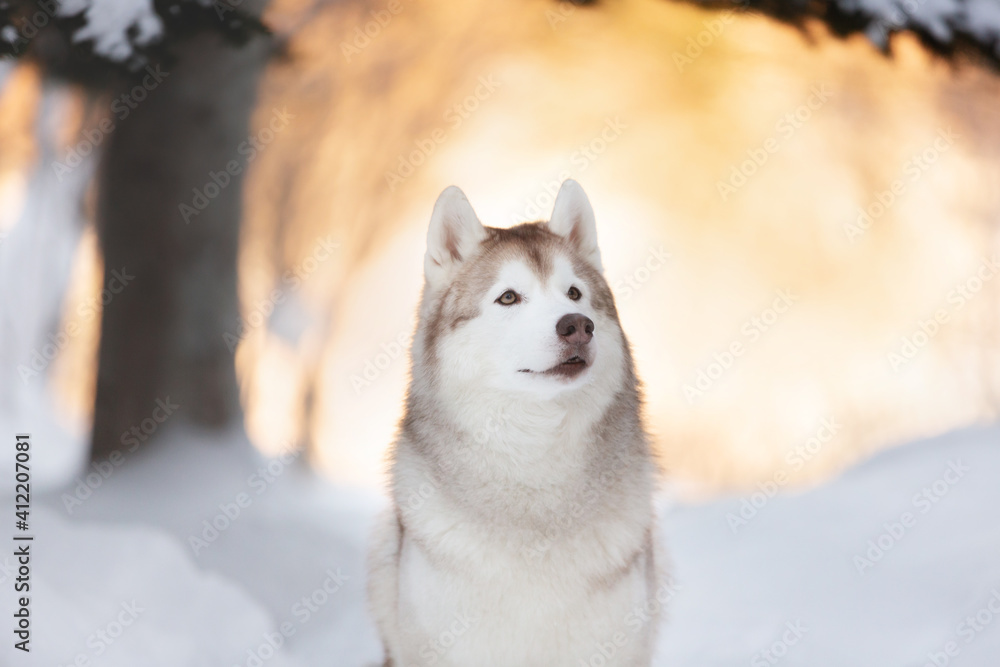 Portrait of cute, beautiful and happy siberian Husky dog sitting on the snow in winter fairy forest at golden sunset