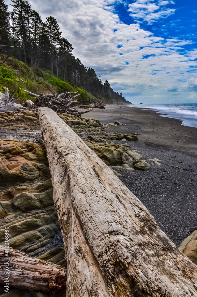 Fototapeta premium Trunks of fallen trees at low tide on the Pacific Ocean in Olympic, National Park, Washington