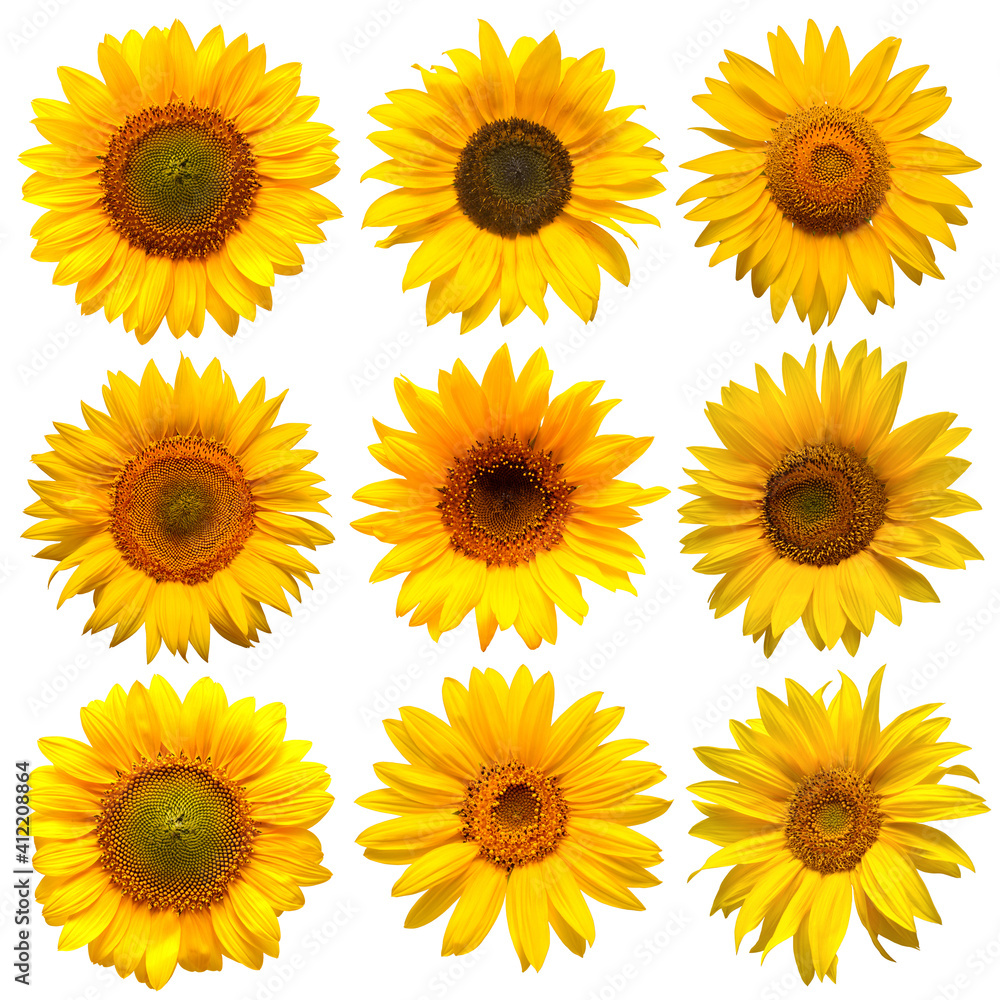 Sunflowers head collection isolated on white background. Sun symbol. Flowers yellow, agriculture. Seeds and oil. Flat lay, top view. Bio. Eco Sunflowers head collection isolated on white background. Sun symbol. Flowers yellow, agriculture. Seeds and oil. Flat lay, top view. Bio. Eco