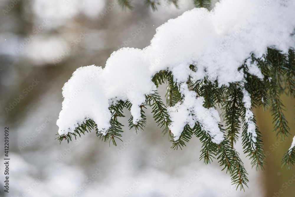 Conifer tree branches covered with snow, winter landscape. Conifer tree branches covered with snow, winter landscape.