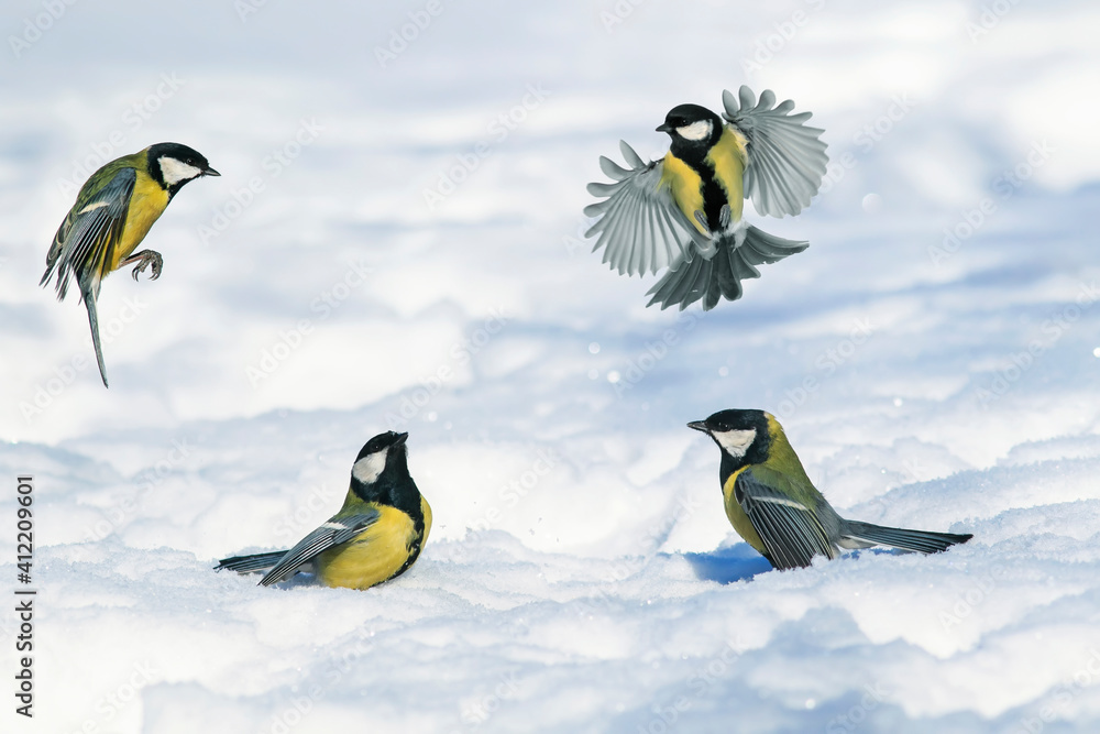 Obraz premium chickadee birds fly in the winter park over white sparkling snow