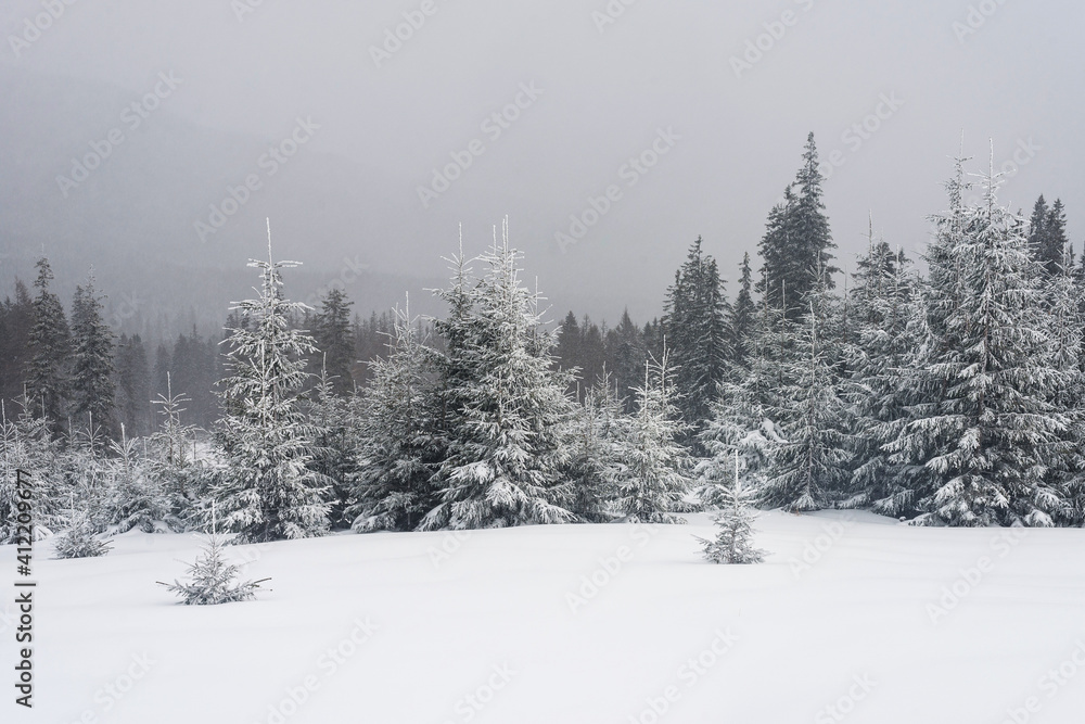 Fototapeta premium Trees covered with snow after a snowfall.