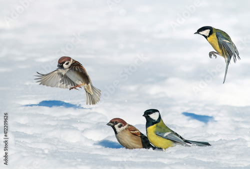 birds sparrows and tits fly in the winter park and sit on the white sparkling...