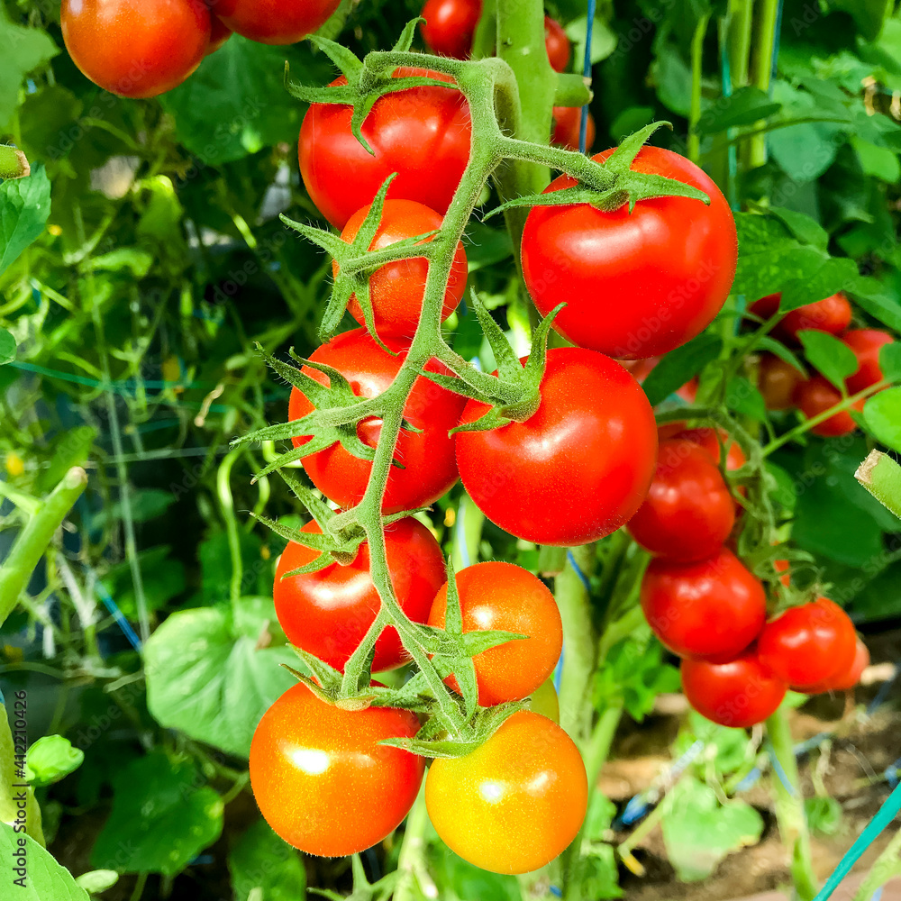 Ripe red tomatoes on bushes in greenhouse in summer, harvesting