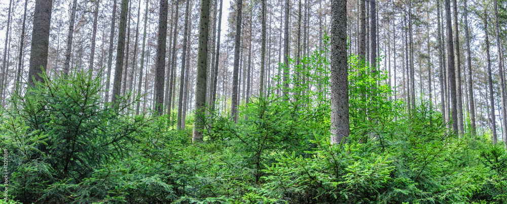 Fototapeta premium grass in the morning