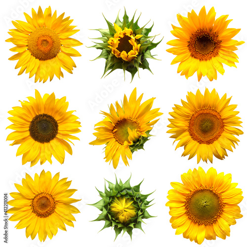 Collection sunflower flower evolution stages isolated on white background. Seeds and oil. Flat lay  top view