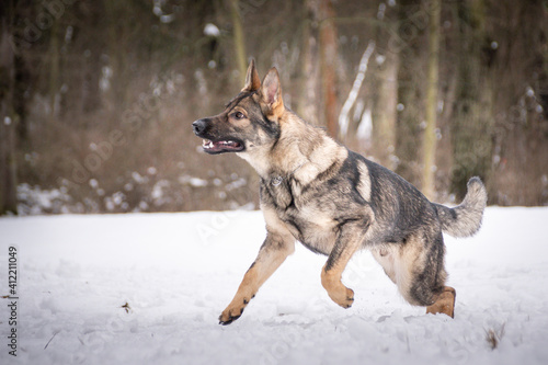 German Shepherd Dog is running in snow. he is so happy outside. Dogs in snow is nice view © doda