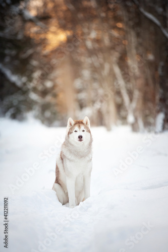 Portrait of free and beautiful siberian Husky dog sitting in the winter forest at sunset © Anastasiia