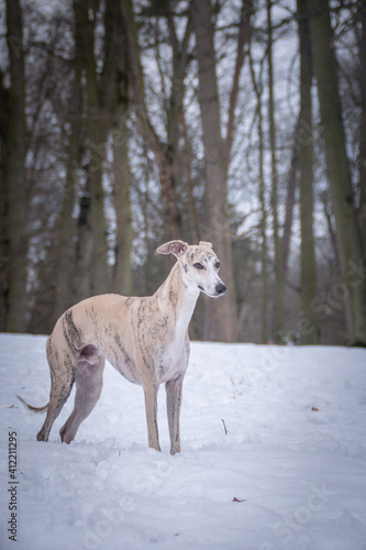 Fototapeta Naklejka Na Ścianę i Meble -  Whippet Dog is standing in snow. he is so happy outside. Dogs in snow is nice view