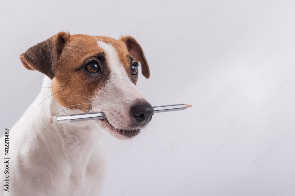 Dog Jack Russell Terrier holds a simple pencil in his mouth on a white background