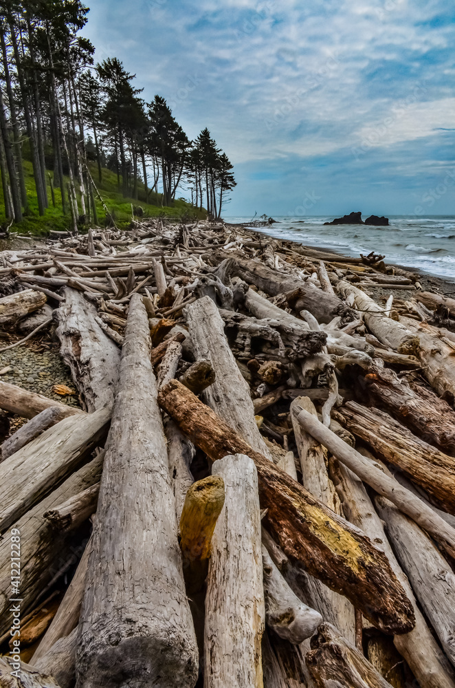 Trunks of fallen trees at low tide on the Pacific Ocean in Olympic, National Park, Washington