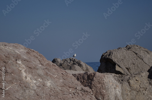 Seagull  on top of the mountain © Olha Dokalenko