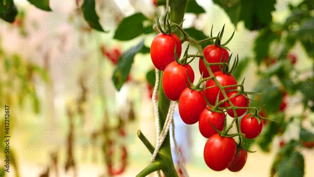Growing Tomato,vine ripe tomatoes, red tomatoes growing in the garden in the park. Growing Tomato,vine ripe tomatoes, red tomatoes growing in the garden in the park.