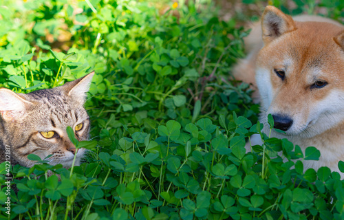 Two friends shiba inu puppy and tabby cat
