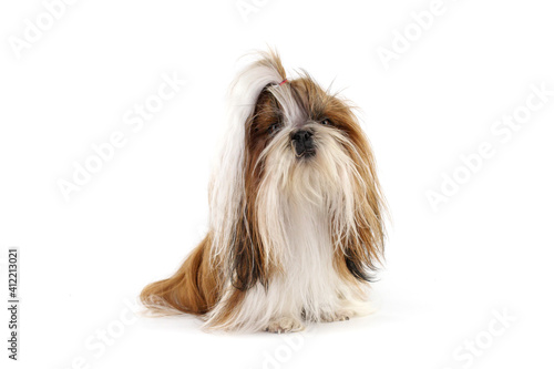 Canvas Print portrait of dog shih tzu isolated on white