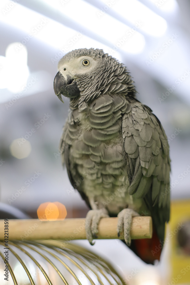 Fototapeta premium African gray parrot, exotic bird posing at the camera.