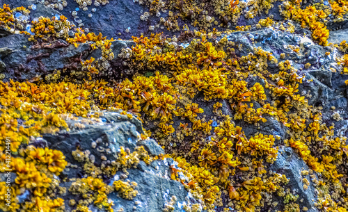 Overgrowth by aquatic organisms (Balanus) and algae on rocks on the shores of the Pacific Ocean in Olympic National Park, Washington