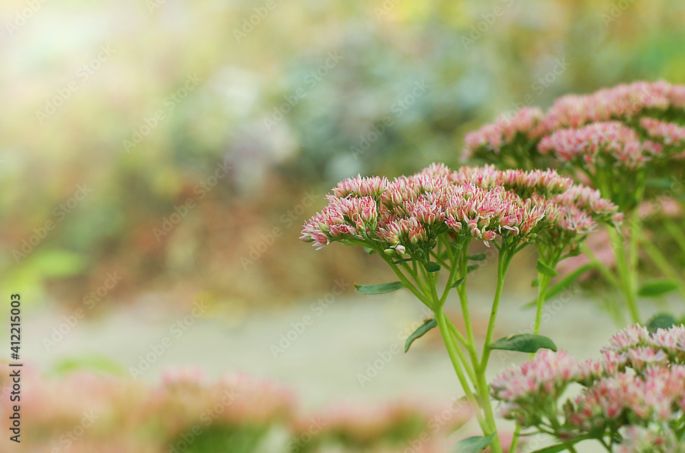 Lots of pink flowers. Back focus Spring screensaver, notebook cover, spring background, picture for printing.Delicate bokeh.Copy space Lots of pink flowers. Back focus Spring screensaver, notebook cover, spring background, picture for printing.Delicate bokeh.Copy space