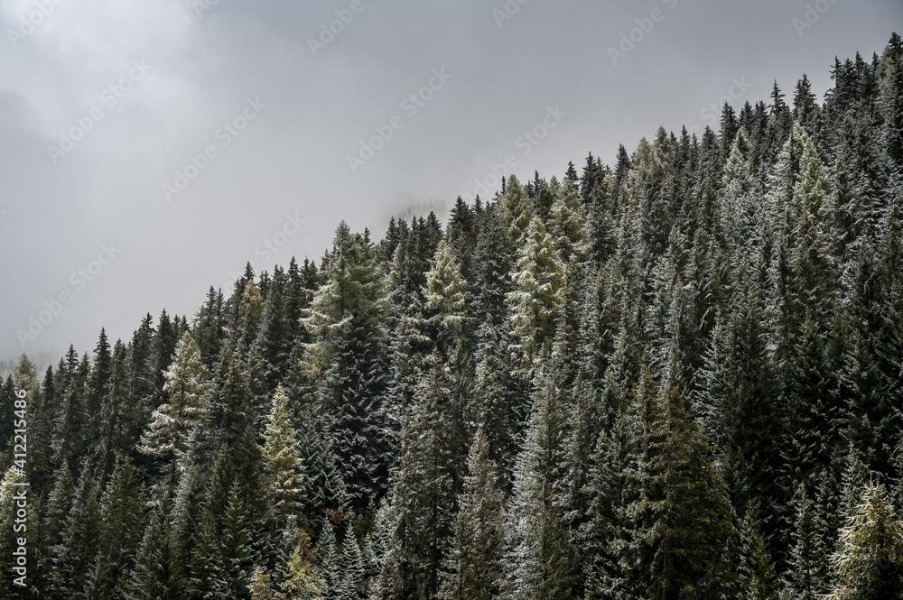 forest in first snow in valais forest in first snow in valais