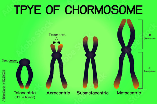 Type of human chromosome on background photo