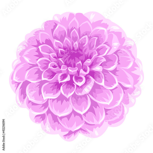 Illustration of blooming aster flower.
