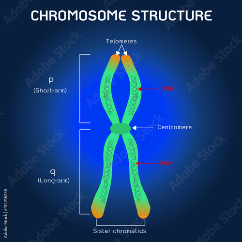chromosome structure of human isolated on background 