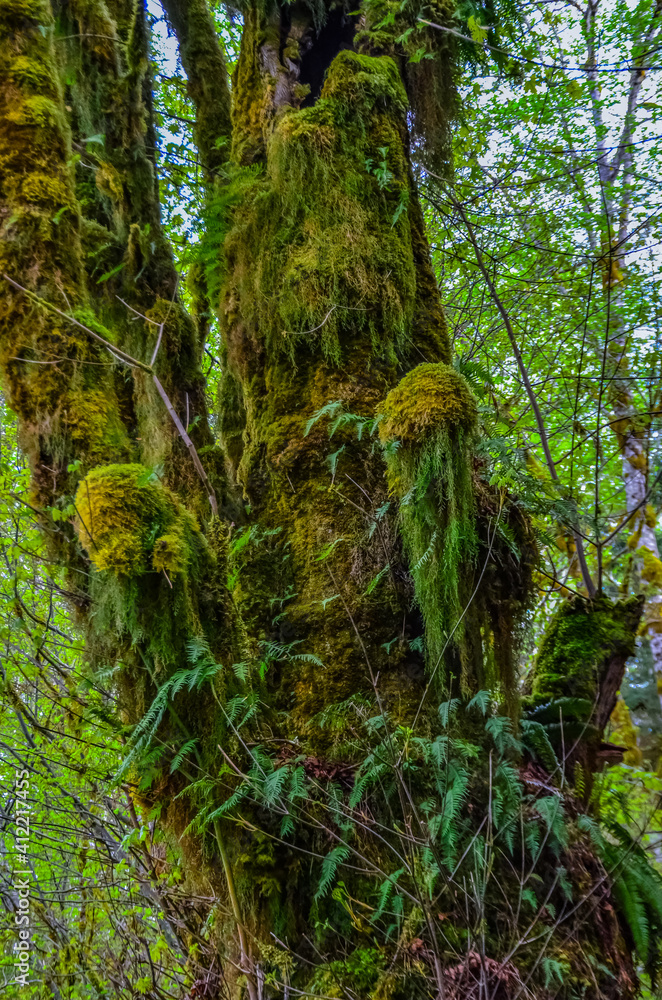 Epiphytic plants and wet moss hang from tree branches in the forest in Olympic National Park, Washington Epiphytic plants and wet moss hang from tree branches in the forest in Olympic National Park, Washington