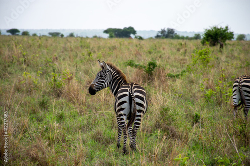 zebra in tarangiri park