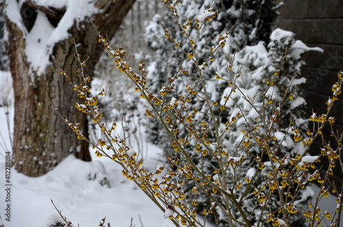 perennial flowerbed still May in February frozen, icicles, snowy dry stalk, snow in the whole garden behind the concrete wall. the first yellow-flowering shrub blooms even in front of a torso tree photo