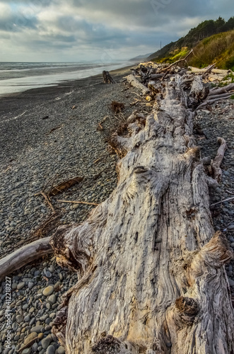Trunks of fallen trees at low tide on the Pacific Ocean in Olympic  National Park  Washington