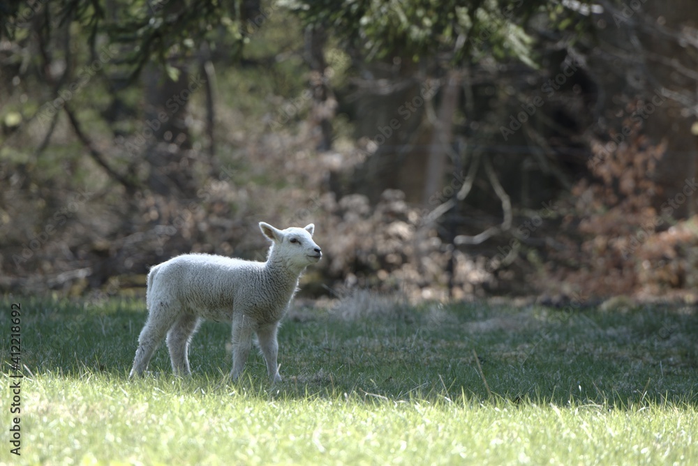 Obraz premium Young lamb standing alone on a field of grass with trees in the background during spring
