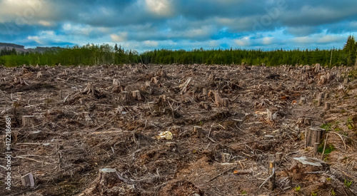 Felling of trees, many stumps from felled pines. Washington State