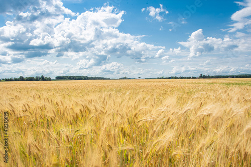 field of wheat