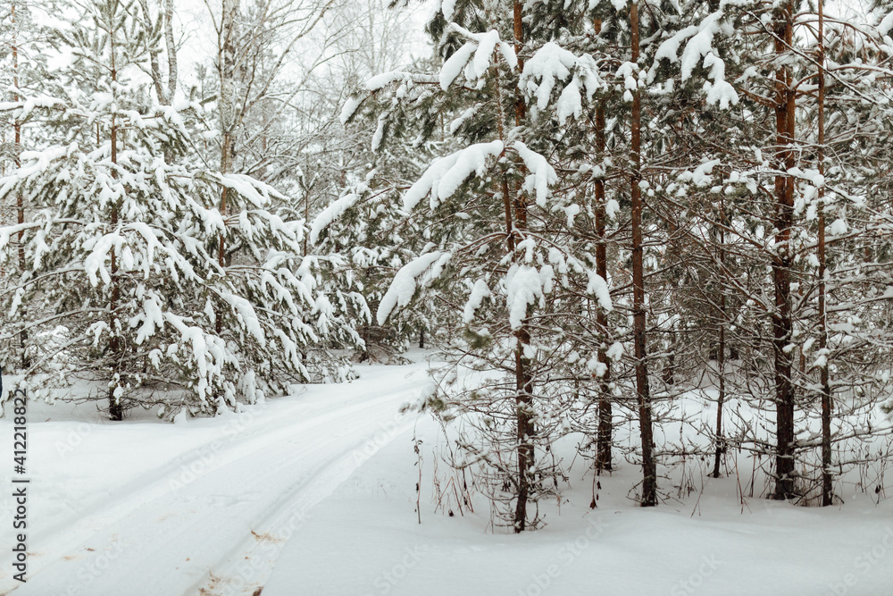 the background of a winter forest, a landscape of fir trees strewn with white snow, an empty road among deep snowdrifts in a blizzard the background of a winter forest, a landscape of fir trees strewn with white snow, an empty road among deep snowdrifts in a blizzard
