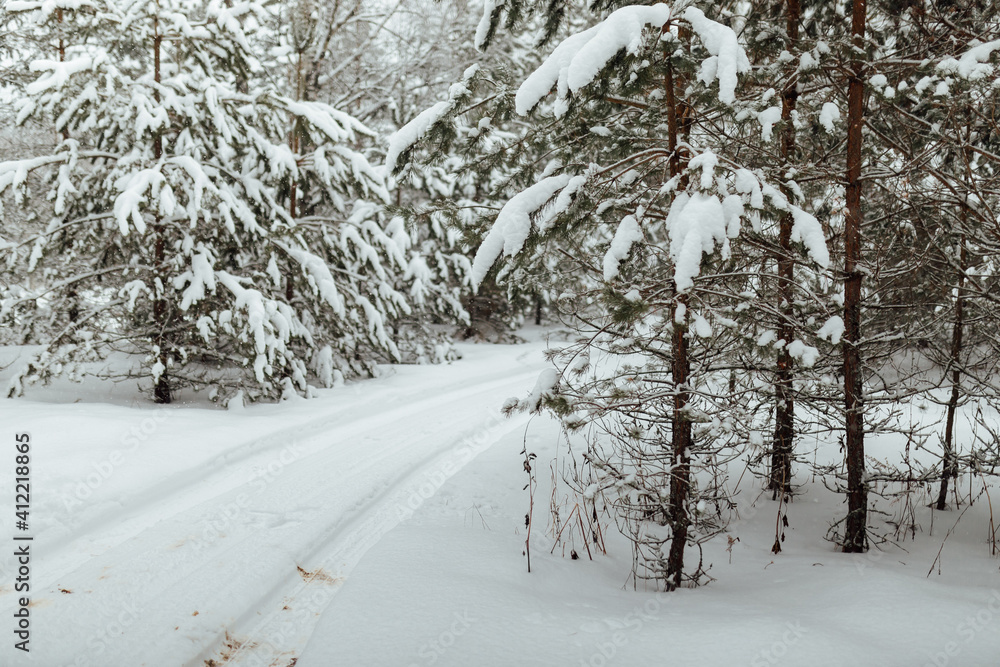 the background of a winter forest, a landscape of fir trees strewn with white snow, an empty road among deep snowdrifts in a blizzard the background of a winter forest, a landscape of fir trees strewn with white snow, an empty road among deep snowdrifts in a blizzard