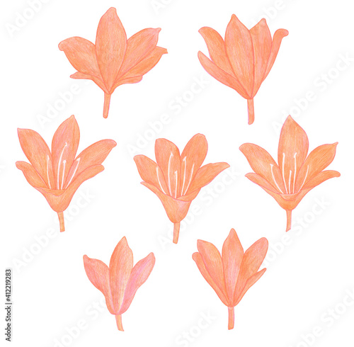Colored pencils drawing Set Orange Lily flowers