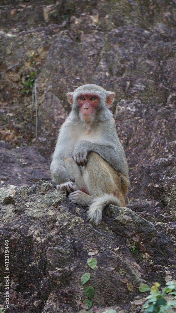 a macaque sitting on a rock, Monkey Mountain, Son Tra Peninsula, Da Nang, Vietnam, February