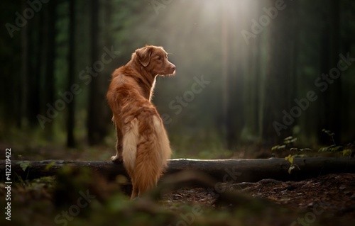 Fototapeta Naklejka Na Ścianę i Meble -  dog in the forest