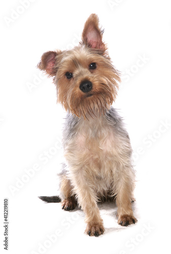 Yorkshire terrier dog