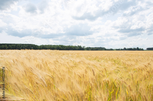 field of wheat