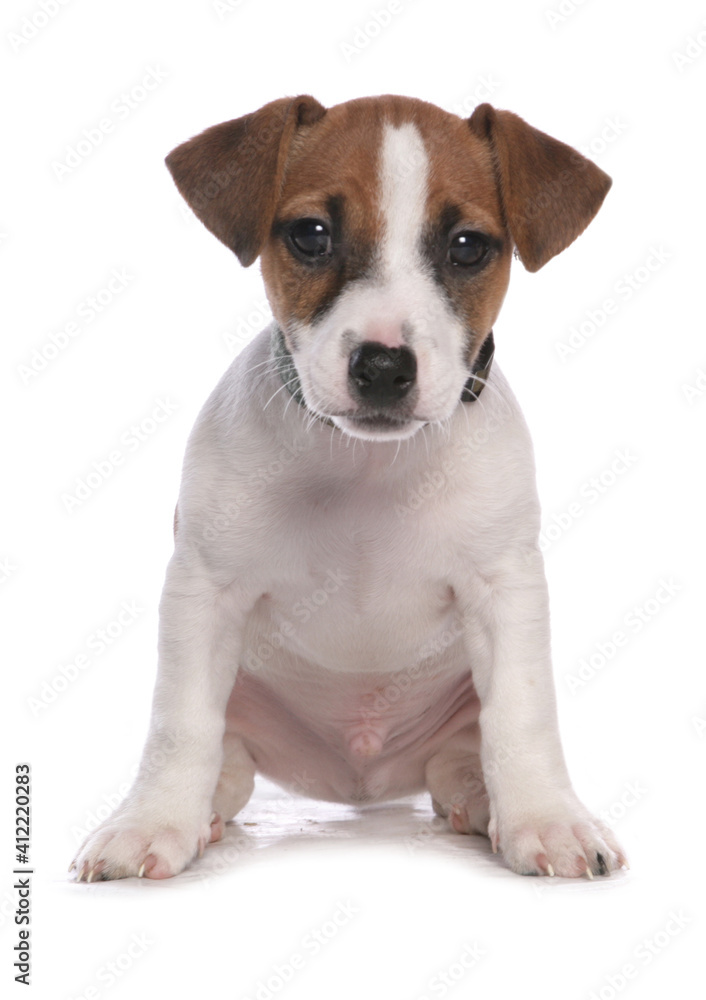 Jack Russell Puppy