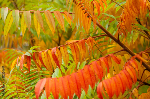 Essigbaum in Herbstfarben photo