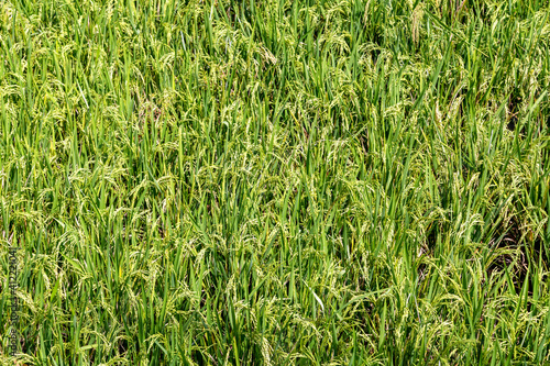 organic paddy rice farmland
