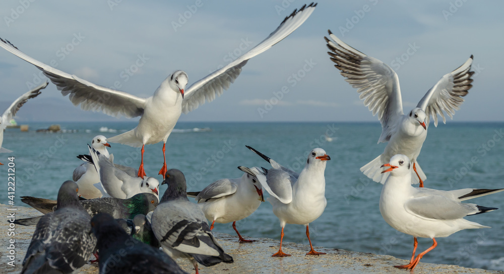 Gulls and pigeons near the sea.