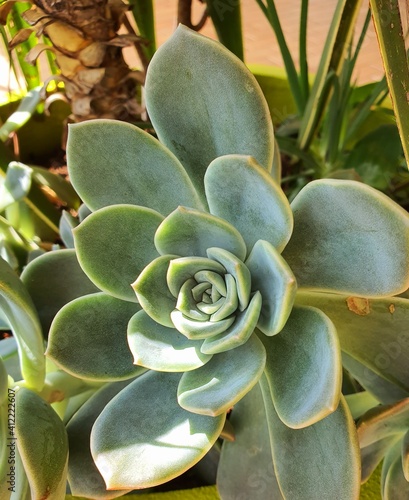 Cactus in the garden.