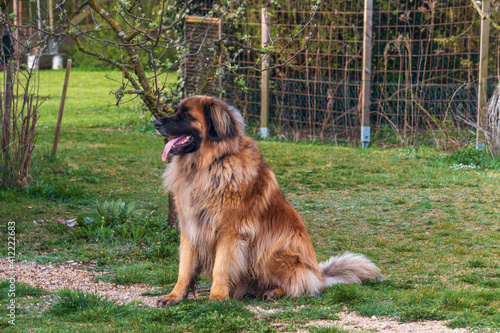 great powerful and proud Leonberger Dog