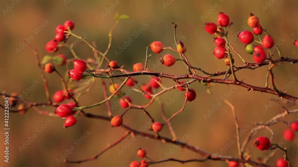 Wild rosehip fruits from the Velebit Mountain Wild rosehip fruits from the Velebit Mountain
