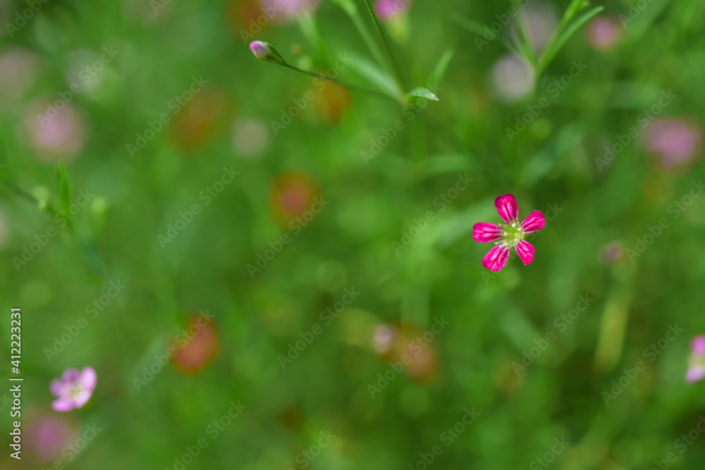 pink flowers on grass pink flowers on grass