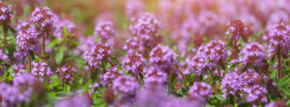 Banner field of blooming pink thyme.